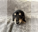 Small #16 Dachshund