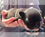 Small Photo #5 Buggs Puppy For Sale in WEST PLAINS, MO, USA