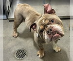 ZEUS - Male Bulldog Dog for Adoption - Small photo