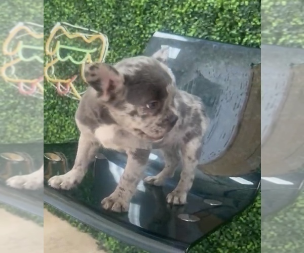 Medium Photo #5 French Bulldog Puppy For Sale in BALTIMORE, MD, USA