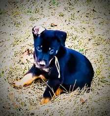 Doberman Pinscher-German Shepherd Dog Mix Dogs for adoption in UNION BRIDGE, MD, USA