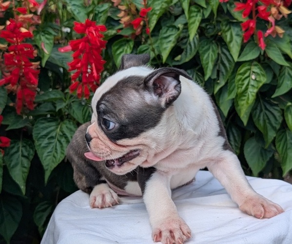 Medium Photo #21 Faux Frenchbo Bulldog Puppy For Sale in GOSHEN, IN, USA