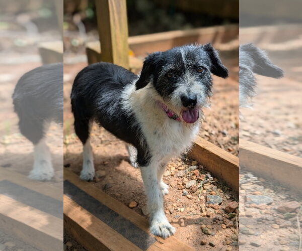 Medium Photo #4 Mutt Puppy For Sale in Greenville, SC, USA