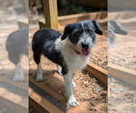 Small #3 Mutt