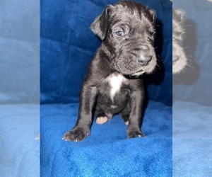 Great Dane Puppy for sale in CHICAGO, IL, USA