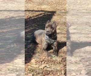 Mother of the Cane Corso puppies born on 12/11/2022