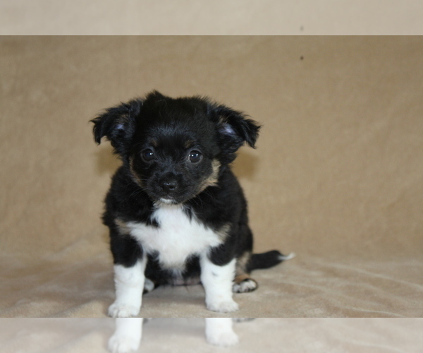 Medium Photo #1 Chihuahua Puppy For Sale in HUDSONVILLE, MI, USA