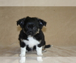 Puppy Anna Chihuahua
