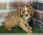 Small #3 Cavalier King Charles Spaniel