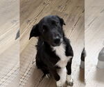 Small #2 Border Collie