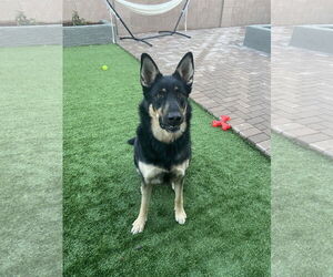 German Shepherd Dog-Siberian Husky Mix Dogs for adoption in Chandler, AZ, USA