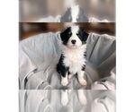 Small #4 Border Collie Mix