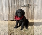 Small Photo #7 Chesa-Poo Puppy For Sale in ABILENE, TX, USA