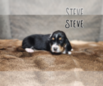 Small #1 Basset Hound