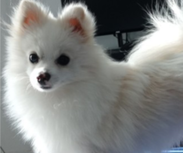 Medium Photo #1 Pomeranian Puppy For Sale in MIAMI, AZ, USA