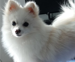 Small Photo #1 Pomeranian Puppy For Sale in MIAMI, AZ, USA