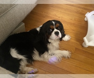 Cavalier King Charles Spaniel Puppy for sale in COLUMBIA, SC, USA
