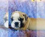 Small Photo #3 English Bulldog Puppy For Sale in HAMDEN, CT, USA
