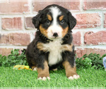 Small #5 Bernese Mountain Dog