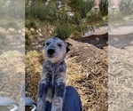 Small Photo #12 Australian Cattle Dog Puppy For Sale in BREWSTER, CO, USA