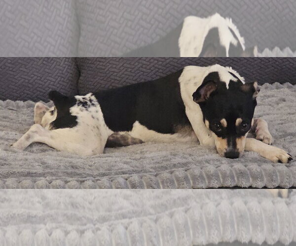Medium Photo #7 Rat Terrier Puppy For Sale in Atlanta, GA, USA