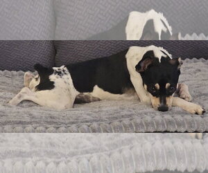 Zuni (GA) - Female Rat Terrier Dog for Adoption - Photo #7