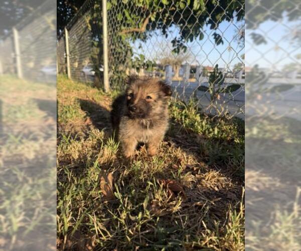 Medium Photo #3 Border Collie-Unknown Mix Puppy For Sale in San Bernardino, CA, USA
