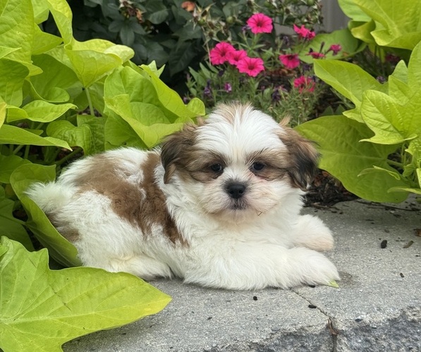 Medium Photo #2 Shih Tzu Puppy For Sale in CANOGA, NY, USA