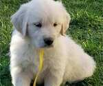 Small Photo #2 English Cream Golden Retriever Puppy For Sale in OCEANSIDE, CA, USA