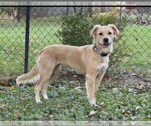 Golden Retriever-Unknown Mix Dogs for adoption in Croydon, NH, USA