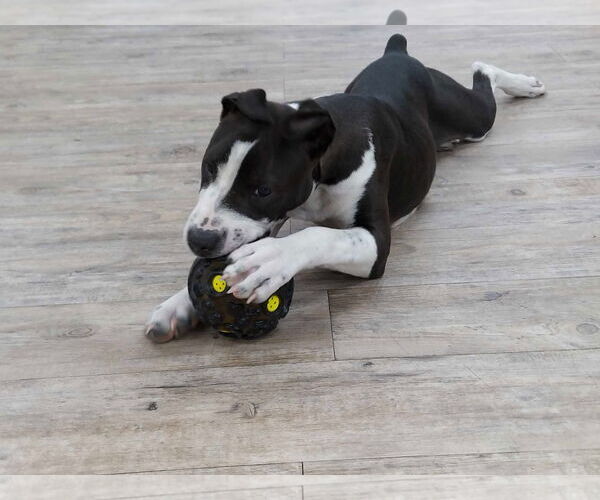 Medium Photo #4 Mutt Puppy For Sale in Murfreesboro, NC, USA