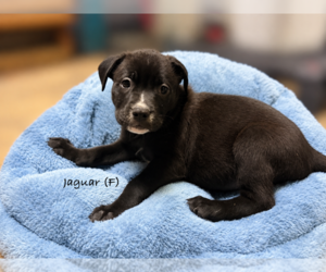 American Pit Bull Terrier Puppy for sale in RICHMOND, CA, USA
