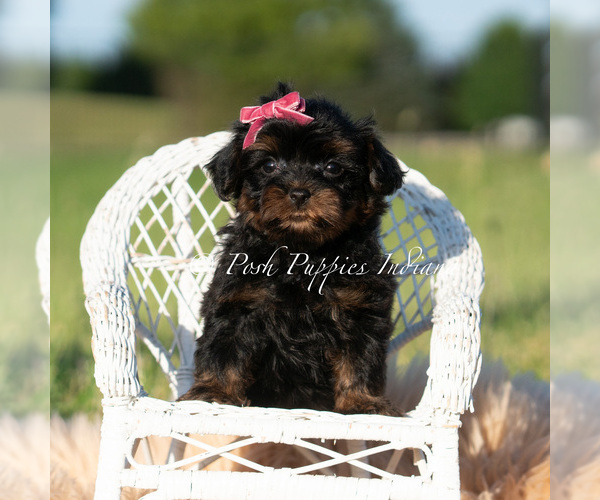 Medium Photo #2 Maltipoo (Miniature) Puppy For Sale in WARSAW, IN, USA