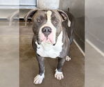 Small #1 American Pit Bull Terrier Mix