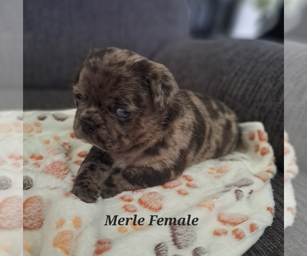 Medium Photo #5 Pug Puppy For Sale in NEW BERN, NC, USA