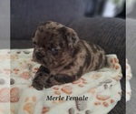 Small Photo #6 Pug Puppy For Sale in NEW BERN, NC, USA