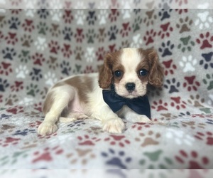Cavalier King Charles Spaniel Puppy for sale in LAKELAND, FL, USA