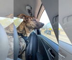 Small #6 American Pit Bull Terrier-German Shepherd Dog Mix