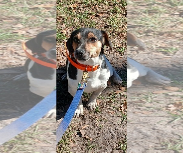 Medium Photo #1 Jack Russell Terrier Puppy For Sale in JASPER, FL, USA