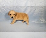 Small #5 Golden Retriever
