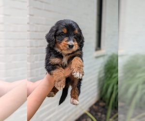 Golden Mountain Doodle Litter for sale in BROKEN ARROW, OK, USA