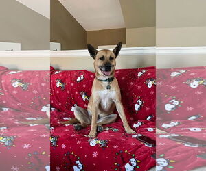Archer - Male German Shepherd Dog-Unknown Mix Dog for Adoption - Photo #3