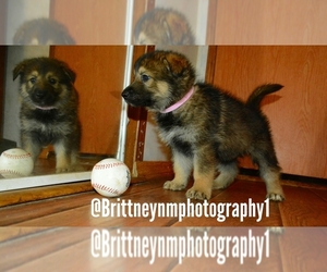 German Shepherd Dog-Siberian Husky Mix Puppy for sale in MULBERRY, FL, USA