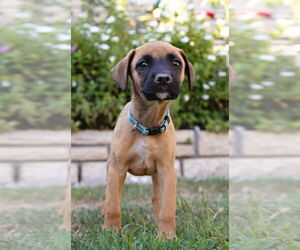Boxer Dogs for adoption in Dana Point, CA, USA