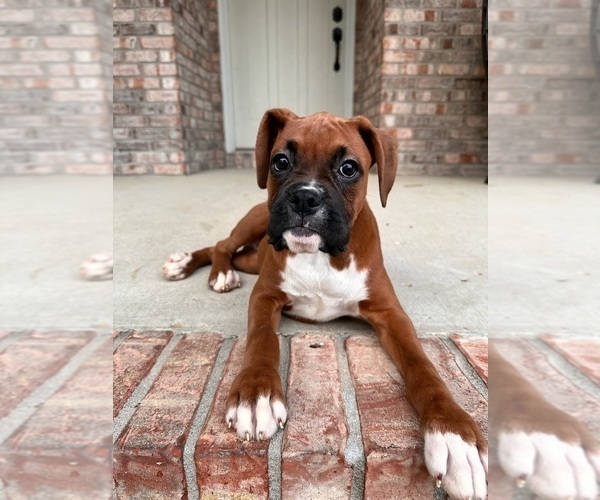 Medium Photo #1 Boxer Puppy For Sale in GREENFIELD, IN, USA