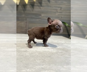 Medium French Bulldog
