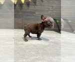 Puppy Coco French Bulldog