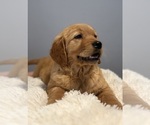 Small #9 Golden Retriever