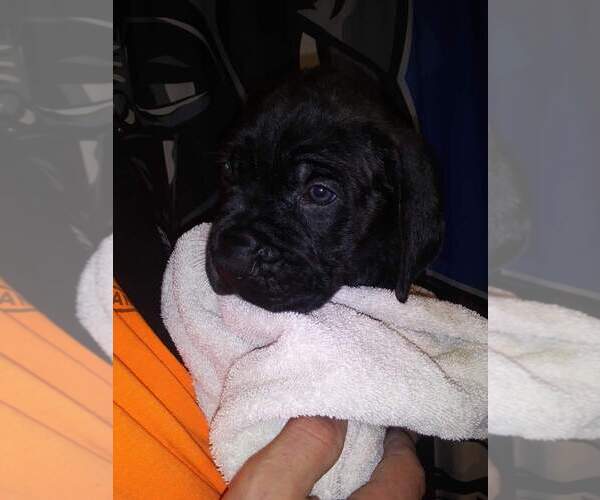 Medium Photo #1 Mastiff Puppy For Sale in MONTICELLO, MN, USA