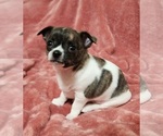 Small #2 Chihuahua
